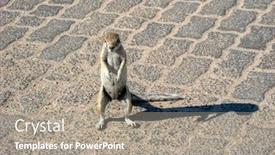  Presentation with pavement - Presentation featuring african-ground-squirrels-genus-xerus background and a gray colored foreground