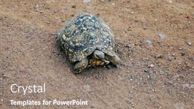  Presentation with tortoise - Beautiful slides featuring african-ground-tortoise-crossing backdrop and a gray colored foreground