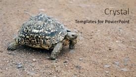  Presentation with tortoise - PPT layouts having african-ground-tortoise-crossing background and a mint green colored foreground