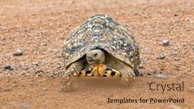  Presentation with tortoise - PPT theme featuring african-ground-tortoise-crossing background and a coral colored foreground