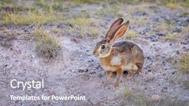 Presentation with herbivore - Colorful slide deck enhanced with african hare lepus capensis also backdrop and a gray colored foreground