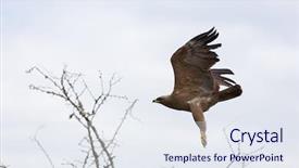  Presentation with hawk - Colorful presentation theme enhanced with african hawk eagle in flight backdrop and a sky blue colored foreground