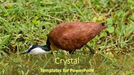 Presentation with scientific - Colorful presentation enhanced with african-jacana-scientific-name-actophilornis backdrop and a tawny brown colored foreground