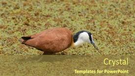 Presentation with name - Audience pleasing PPT theme consisting of african-jacana-scientific-name-actophilornis backdrop and a tawny brown colored foreground