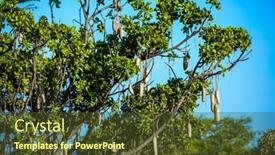  Presentation with savannah - Theme consisting of african-kigelia-kigelia-africana background and a tawny brown colored foreground