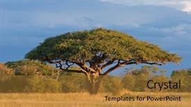  Presentation with africa - Beautiful PPT theme featuring african landscape with a beautiful backdrop and a gold colored foreground