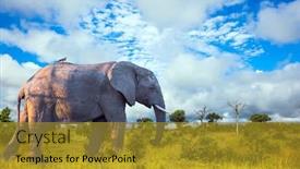  Presentation with exotic animals - Presentation design consisting of african-large-savanna-elephant-animals background and a gold colored foreground