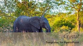  Presentation with africa tourism - PPT theme with african-large-savanna-elephant-thickets background and a coral colored foreground