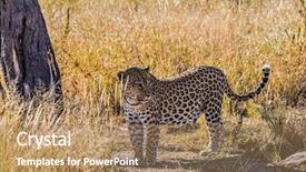  Presentation with savannah - Slide deck having african leopard in the savannah background and a  colored foreground