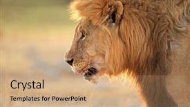  Presentation with male lion - Slides having african lion panthera leo etosha background and a  colored foreground