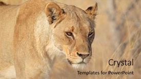  Presentation with lion - Colorful PPT theme enhanced with african lion panthera leo etosha backdrop and a  colored foreground