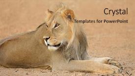  Presentation with male lion - Slide deck enhanced with african lion panthera leo kalahari background and a coral colored foreground