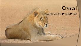  Presentation with male lion - Beautiful theme featuring african lion panthera leo kalahari backdrop and a coral colored foreground