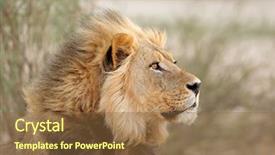  Presentation with male lion - Slides enhanced with african lion panthera leo kalahari background and a tawny brown colored foreground