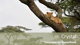  Presentation with lion - Slide set with african-lion-resting-in-tree background and a mint green colored foreground