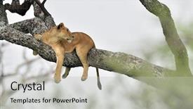  Presentation with african lion in kruger national - Slide deck consisting of african lion resting in tree background and a light gray colored foreground