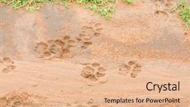  Presentation with tracks - PPT layouts with african lion tracks background and a lemonade colored foreground