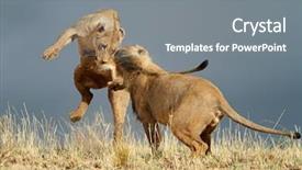  Presentation with lions - Presentation design enhanced with african lions panthera leo kalahari background and a gray colored foreground
