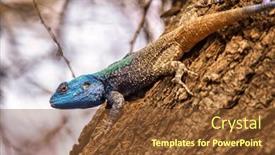  Presentation with blue food - Slide set enhanced with african-male-blue-head-lizard background and a tawny brown colored foreground