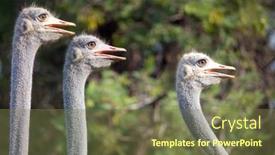  Presentation with stepping - Audience pleasing PPT layouts consisting of african male ostrich running in the bush stepping on the long grass backdrop and a tawny brown colored foreground