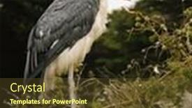  Presentation with building - Audience pleasing presentation theme consisting of african-marabou-stork-building-nest backdrop and a tawny brown colored foreground