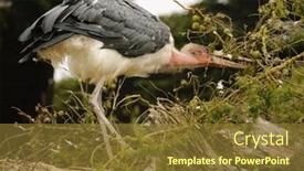  Presentation with building - PPT theme featuring african-marabou-stork-building-nest background and a tawny brown colored foreground