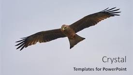  Presentation with marsh - Audience pleasing PPT theme consisting of african-marsh-harrier-in-flight backdrop and a light gray colored foreground