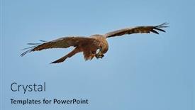  Presentation with marsh - Theme featuring african-marsh-harrier-in-flight background and a light blue colored foreground