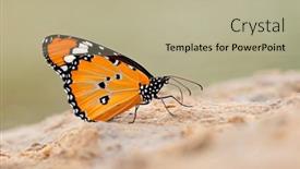  Presentation with monarch butterfly - PPT theme featuring african-monarch-danaus-chrysippus-butterfly background and a  colored foreground