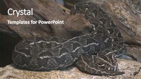  Presentation with mountain - Colorful slide set enhanced with african-mountain-berg-adder-bitis backdrop and a dark gray colored foreground