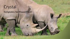  Presentation with white - Slide set featuring african nature - white rhinoceros ceratotherium simum feeding background and a coral colored foreground