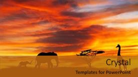  Presentation with animals nature - Colorful presentation design enhanced with african nature - wild animals in the field backdrop and a crimson colored foreground