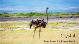  Presentation with kenya - Slide deck having african-ostrich-grazes background and a blonde colored foreground
