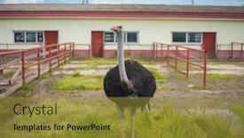  Presentation with farm - PPT layouts having african-ostrich-in-the-russian background and a gold colored foreground