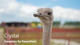  Presentation with farm - Audience pleasing slide deck consisting of african-ostrich-in-the-russian backdrop and a coral colored foreground
