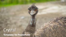  Presentation with russian - Presentation theme consisting of african-ostrich-in-the-russian background and a coral colored foreground