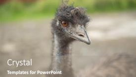  Presentation with farm - Beautiful slide set featuring african-ostrich-in-the-russian backdrop and a gray colored foreground