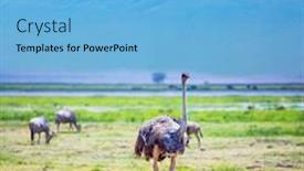  Presentation with savannah - Presentation theme having african-ostriches-grazing background and a light blue colored foreground