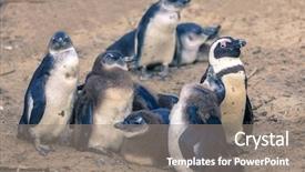  Presentation with family africa - Cool new slide deck with african penguin family at boulder backdrop and a gray colored foreground