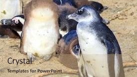  Presentation with family africa - Slide deck consisting of african penguin family at boulder background and a coral colored foreground