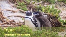  Presentation with family africa - PPT layouts with african penguin family at boulder background and a tawny brown colored foreground