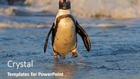  Presentation with south beach - PPT theme with african-penguin-spheniscus-demersus-walking background and a  colored foreground