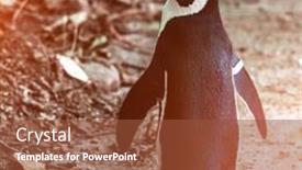  Presentation with poland - Colorful PPT theme enhanced with african penguins at the zoo in warsaw poland backdrop and a tawny brown colored foreground