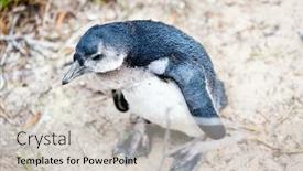  Presentation with cape town south africa - Presentation theme consisting of african-penguins-colony-at-boulders background and a light gray colored foreground