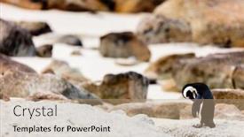  Presentation with cape town south africa - Presentation with african-penguins-colony-at-boulders background and a coral colored foreground