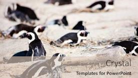  Presentation with cape town - Colorful presentation theme enhanced with african-penguins-colony-at-boulders backdrop and a soft green colored foreground