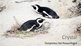  Presentation with cape town south africa - Audience pleasing presentation theme consisting of african-penguins-colony-at-boulders backdrop and a lemonade colored foreground