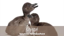  Presentation with old days - PPT theme featuring african-penguins-spheniscus-demersus-3 background and a violet colored foreground