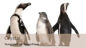  Presentation with african - Theme consisting of african-penguins-spheniscus-demersus background and a coral colored foreground