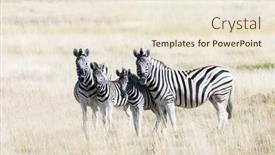  Presentation with dry - Cool new presentation theme with african-plains-zebra-family backdrop and a lemonade colored foreground